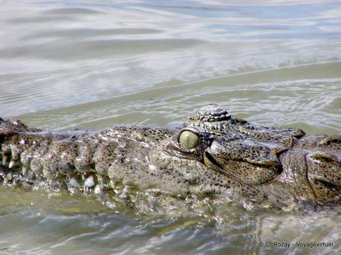 O olho do crocodilo americano, Lago Enriquillo, Rep. Dominicana