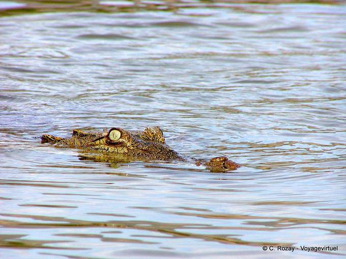 Olho e nariz crocodilo emergindo das águas salgadas do Lago Enriquillo, Rep. Dominicana