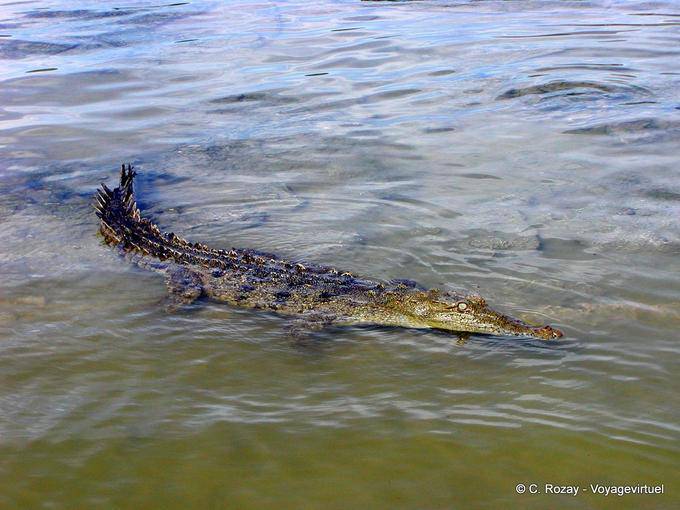 Crocodilo com a abordagem no lago de água salgada, Lago Enriquillo, Rep. Dominicana