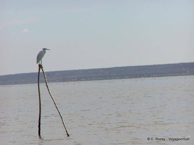 Garça branca ou garça empoleirado, Lago Enriquillo, Rep. Dominicana