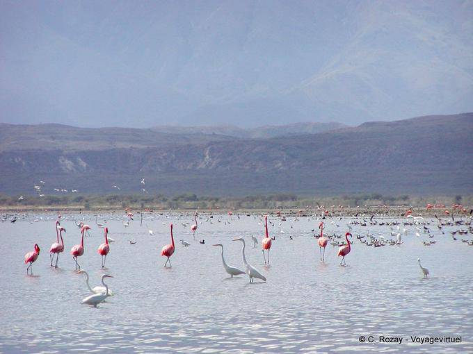 Rebanho de flamingos cor de rosa e garças, Lago Enriquillo, Rep. Dominicana