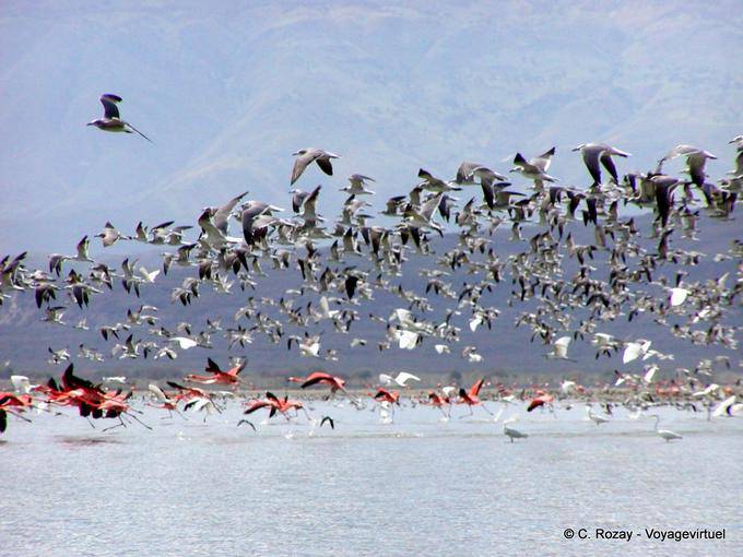 Vôo de pássaros no lago, Lago Enriquillo, Rep. Dominicana