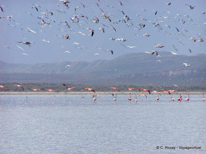 Multidão de pássaros voando sobre o Lago Enriquillo, paraíso ornitológico, Rep. Dominicana