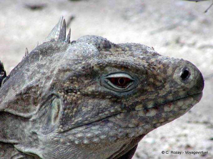 Cabeça Rhinoceros Iguana iguana ou Ricordi, Lago Enriquillo, Rep. Dominicana