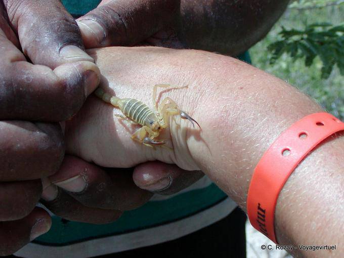 Escorpião amarelo na mão, Lago Enriquillo, Rep. Dominicana