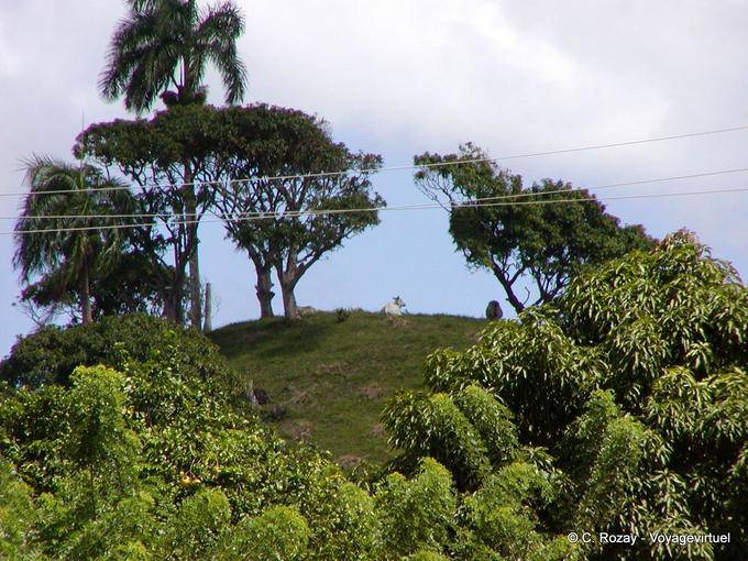 Gado no topo de uma colina, Nacos, Rep. Dominicana