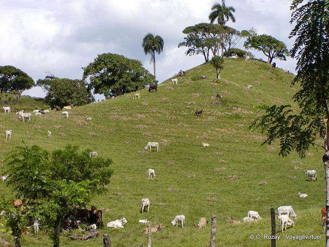 Rebanho pastando no alívio para Pães, Rep. Dominicana
