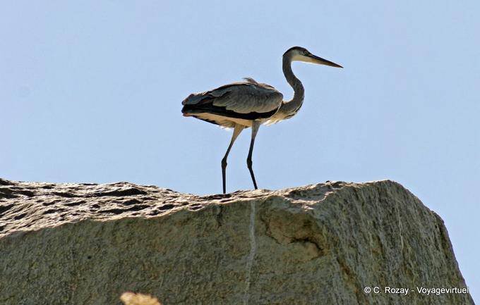Garça-real sobre a rocha à beira do rio, Assuão - Egipto