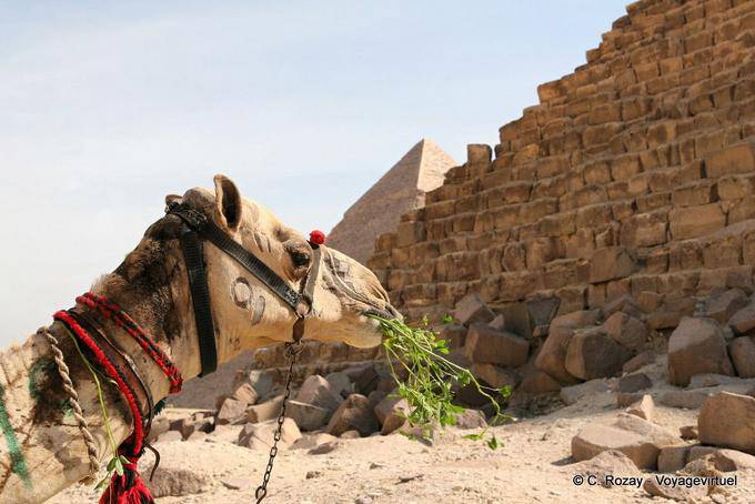 Retrato dun camelo na frente de pirâmides, Giza - Egipto