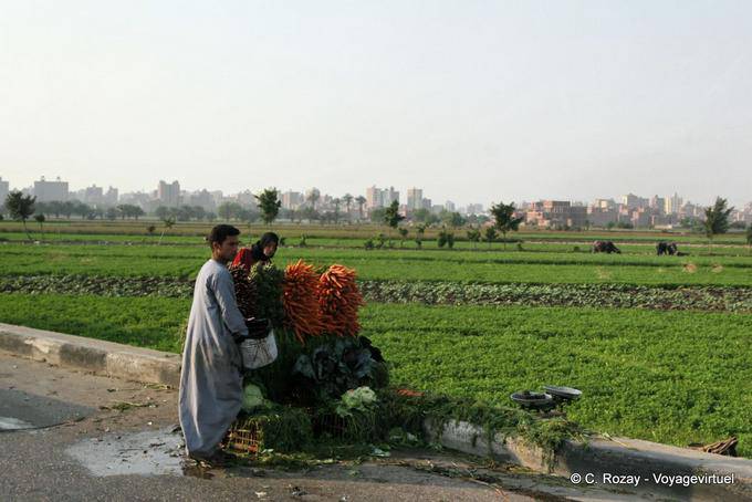 Cenouras e outros vegetais, Cairo recentemente colhida - Egipto