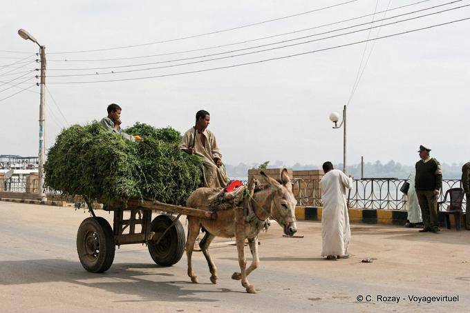Charette grama puxado por um burro, a vida diária em Esna - Egipto