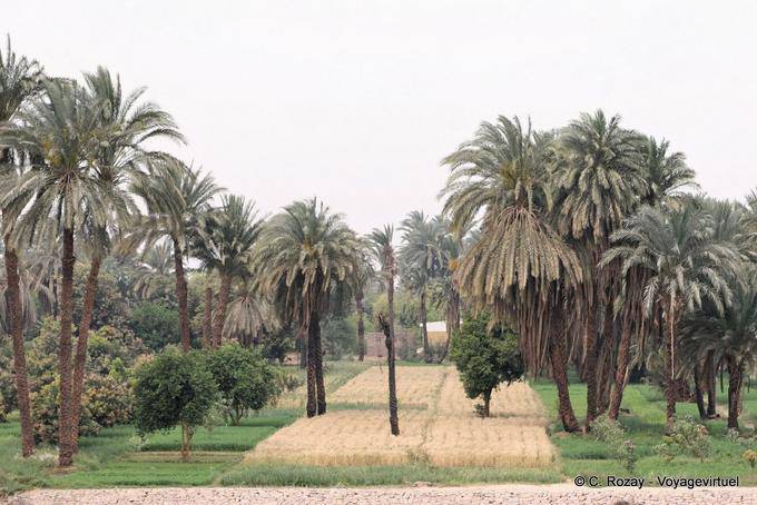 Campo campo cultivado em torno de Esna - Egipto