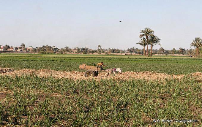 Wagon condução no meio da colheita, um subúrbio de Luxor - Egipto