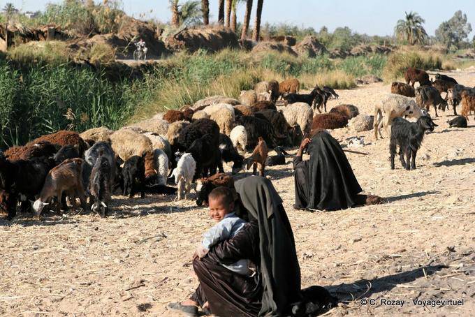 Rebanho de babás, perto de Luxor - Egipto
