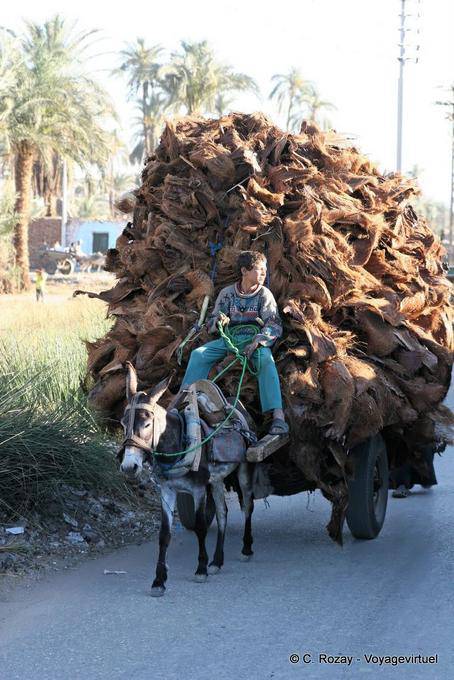 Transporte de casca de palmeira, Luxor - Egipto