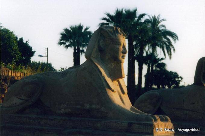 Rei cabeça Esfinge, dromos Templo de Luxor - Egipto