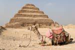 Camel no pé da pirâmide, Saqqara, Egipto.