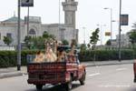 Camelos de Transporte em uma van, Cairo, Egipto.