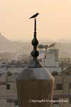 Pássaro no topo de um minarete, Cairo, Egipto.