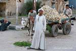 Alho Marchand, Luxor, Egipto.