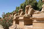 Esfinges com cabeça de carneiro beco na entrada para o site Karnak, Egipto.