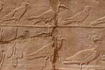 Desfile de aves diferentes, relevo, Templo de Karnak, Egipto.