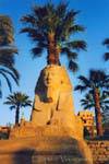 Sphinx cabeça do rei Nectanebo, Templo de Luxor, Egipto.