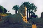 Rei cabeça Esfinge, dromos Templo de Luxor, Egipto.