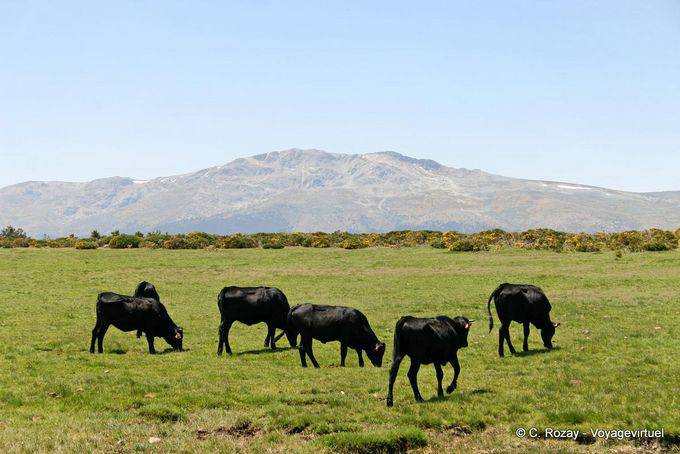 Bulls nos prados, com vista para o Najarra, Miraflores della Serra - Espanha