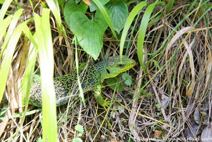 Ciudad Encantada, lagarto, Valdecabras - Espanha
