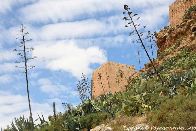 Lorca, aloés em Castillo - Espanha