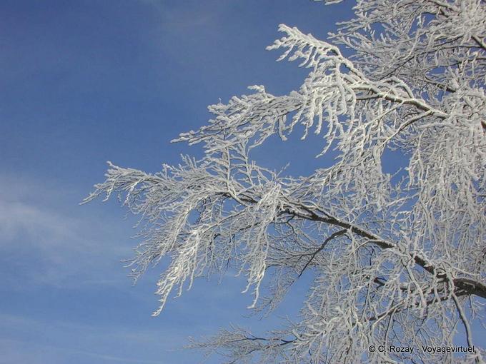 Céu gelado do inverno e árvore, Haut-Doubs - Franche-Comté, França
