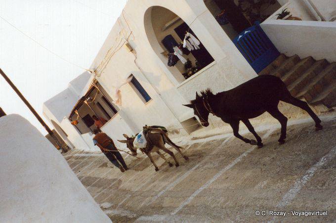 Donkeys no trabalho, Anafi - Grécia