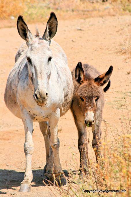 Serifos, Platis Gialos, burros família - Grécia