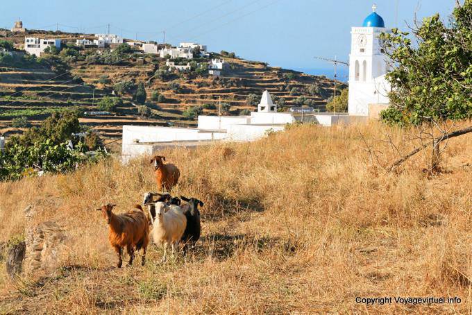 Sifnos, Apollonia, cabras - Grécia