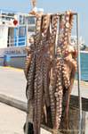 Secagem Octopus na porta, Poros, Grécia.
