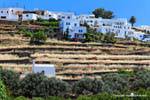 Sifnos, campos e casas em espaldeira, Kato Petali, Grécia.