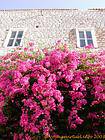 Bougainvillea na parede, Hydra, Grécia.