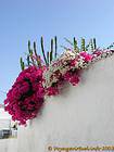 Cactos e buganvílias, Hydra, Grécia.