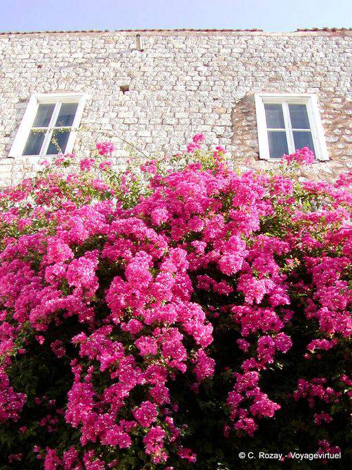 Bougainvillea na parede, Hydra - Grécia
