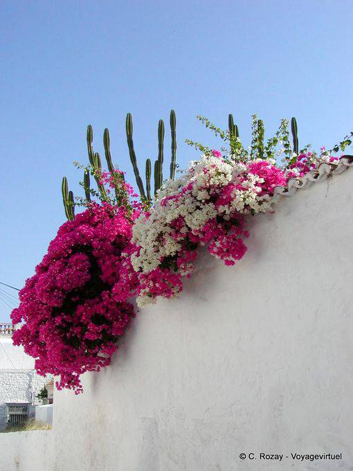 Cactos e buganvílias, Hydra - Grécia