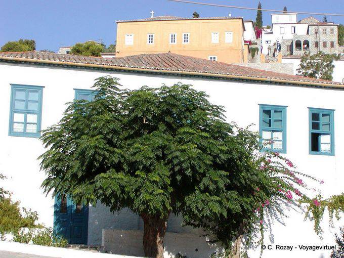 Árvore velha, Hydra - Grécia