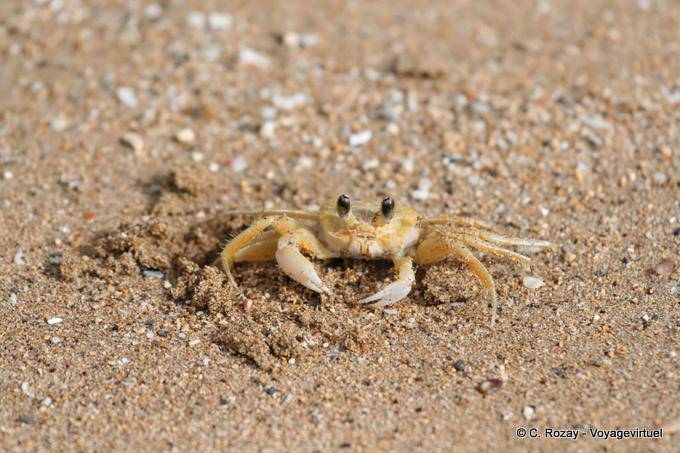 Le crabe de l'anse de la Perle - Guadalupe