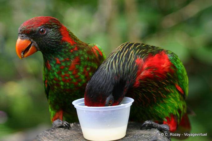 Lorikeet variado (Psitteuteles versicolor), Deshaies jardim botânico - Guadalupe