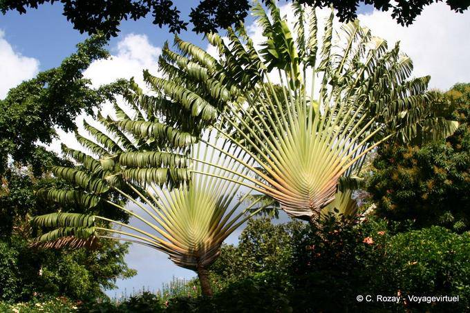 Árvore viajante (Ravenala madagascariensis) Deshaies Jardim Botânico - Guadalupe