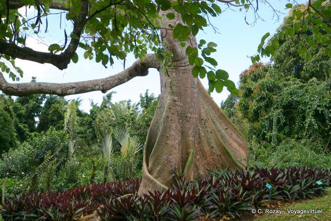 Tronco de um queijo (Ceiba), Jardim de Deshaies - Guadalupe