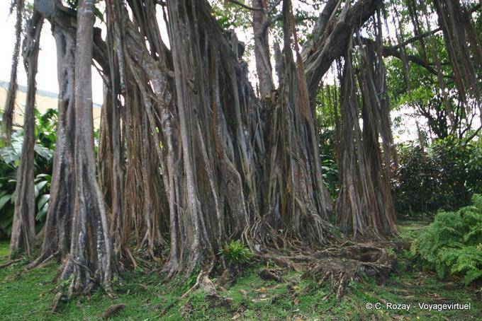 Raízes aéreas do banyan, jardim Deshaies - Guadalupe