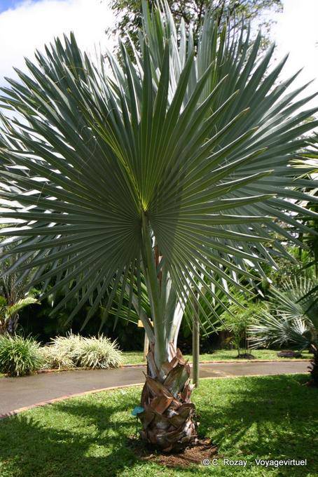 Talipot Jovem de palma (Corypha umbraculifera), Jardim de Deshaies - Guadalupe