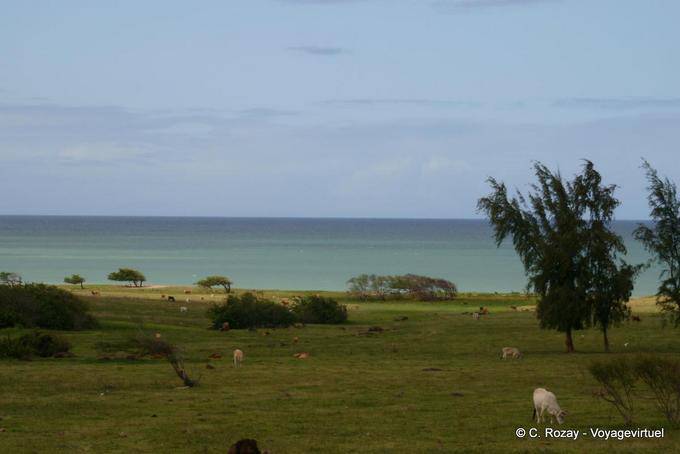 Um prado Vacas ao redor de Sainte-Rose - Guadalupe