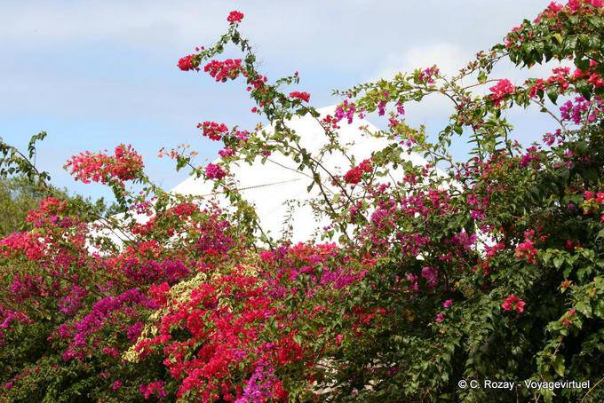 Hedge coloridas buganvílias, Plessis Nogent - Guadalupe